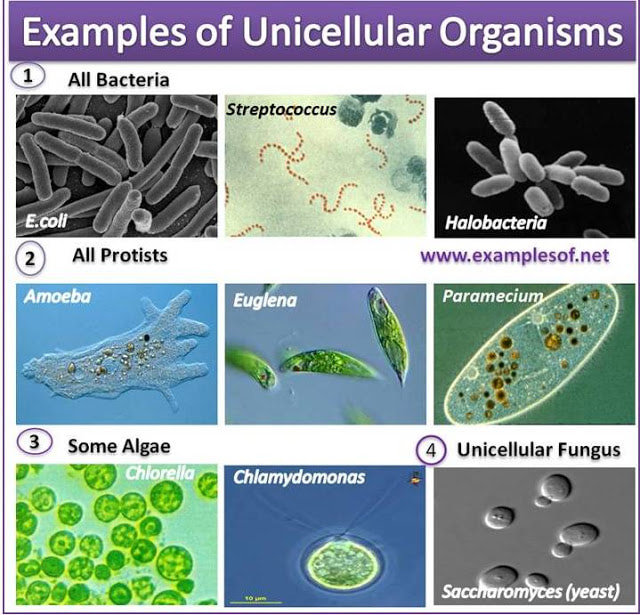 Unicellular vs. Multicellular