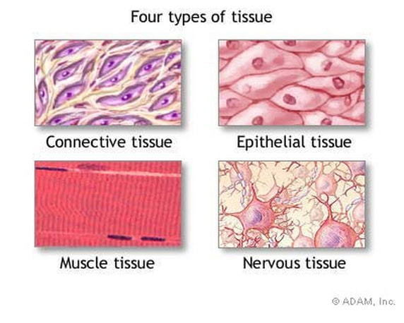 Tissue Types Mrs Munn S Science